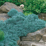 Hardy Evergreen – Juniper 'Blue Star', 1 gal., 6-pack