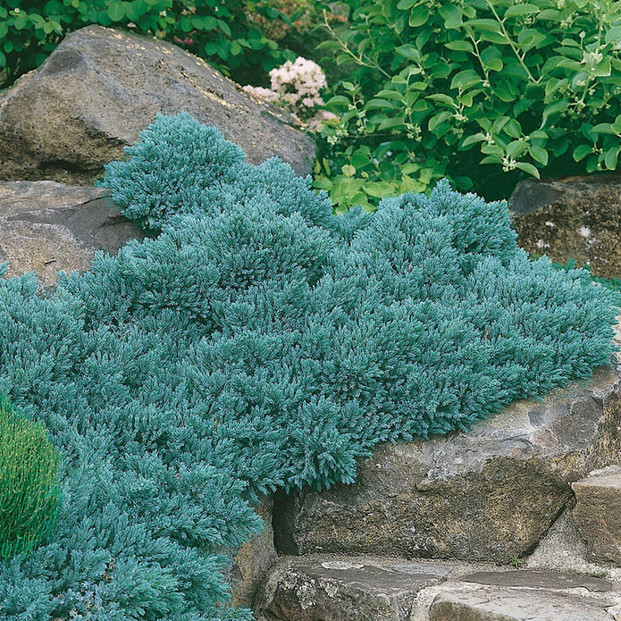Hardy Evergreen – Juniper 'Blue Star', 1 gal., 6-pack