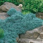 Hardy Evergreen – Juniper 'Blue Star', 1 gal., 6-pack