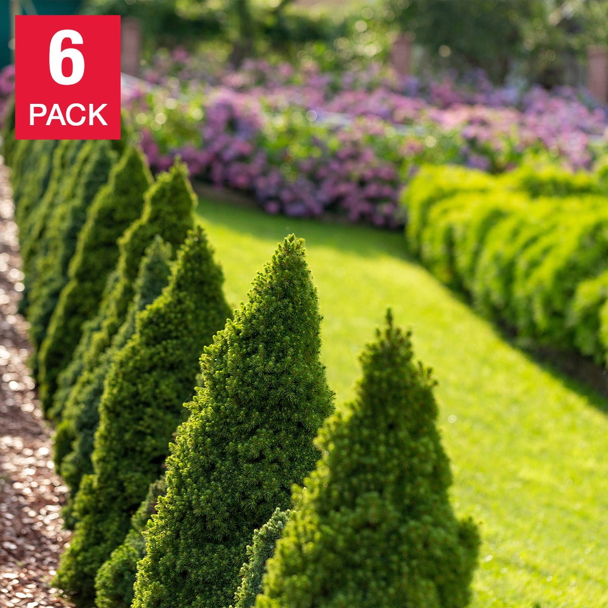 Alberta Spruce Evergreen, 6-pack