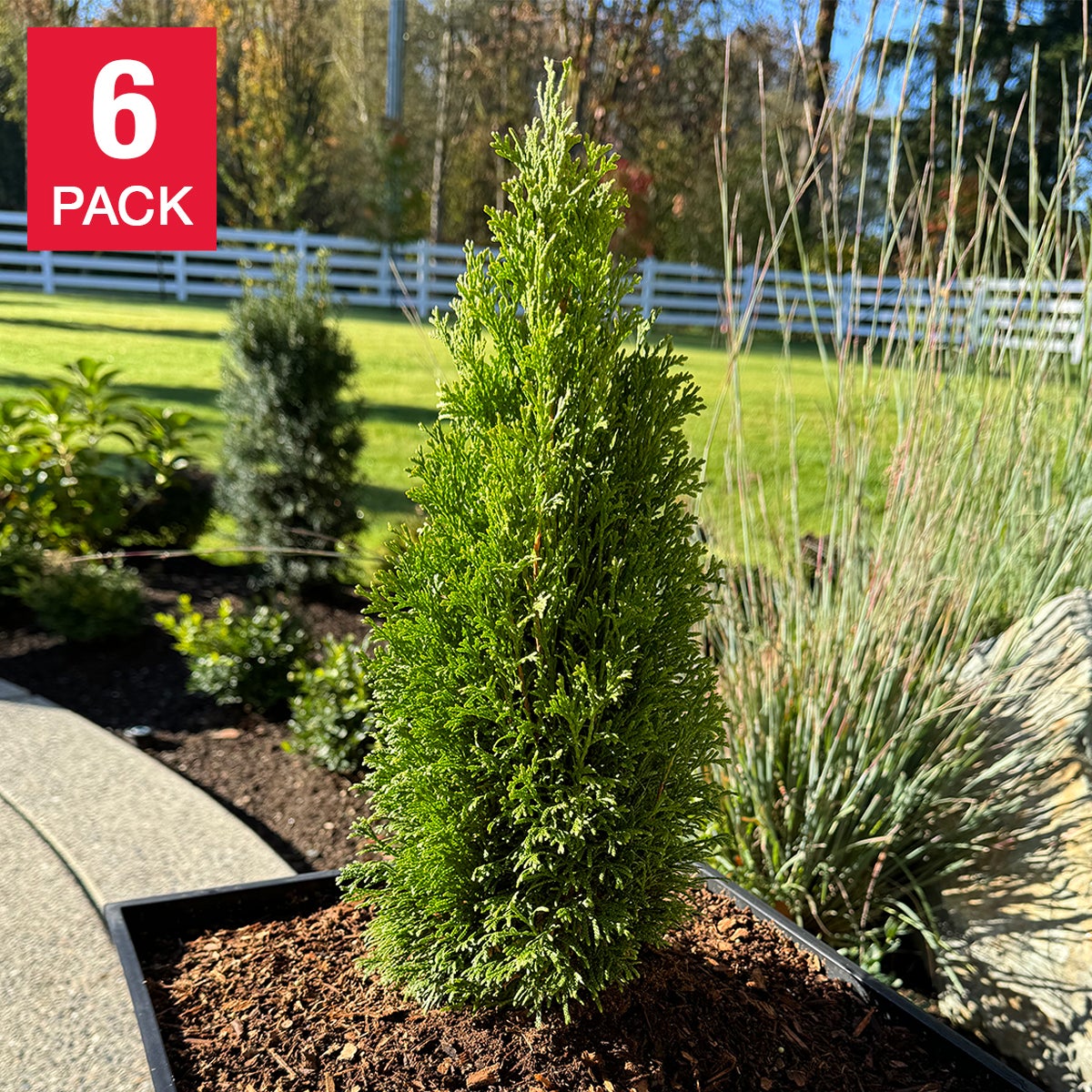 Emerald Petite Cedar Hedging, 6-pack (2.87L)