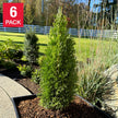 Emerald Petite Cedar Hedging, 6-pack (2.87L)