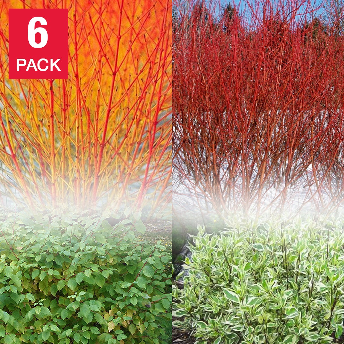 Flowering Dogwood Collection– 1 gal. size – 6-pack