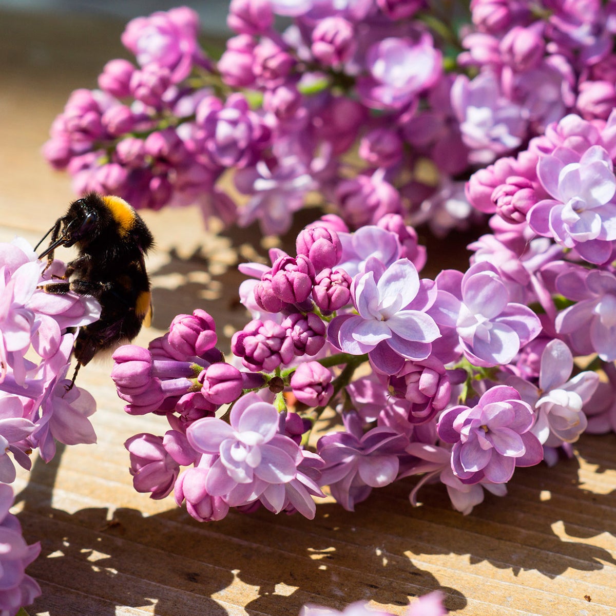 Horticana: Fragrant Double Lilac Collection