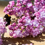 Horticana: Fragrant Double Lilac Collection