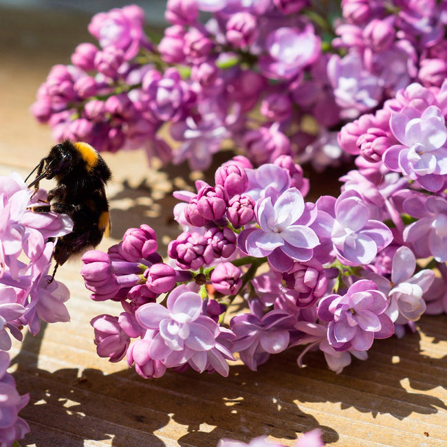 Horticana: Fragrant Double Lilac Collection