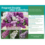 Horticana: Fragrant Double Lilac Collection