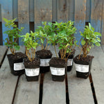 Horticana: Fragrant Double Lilac Collection