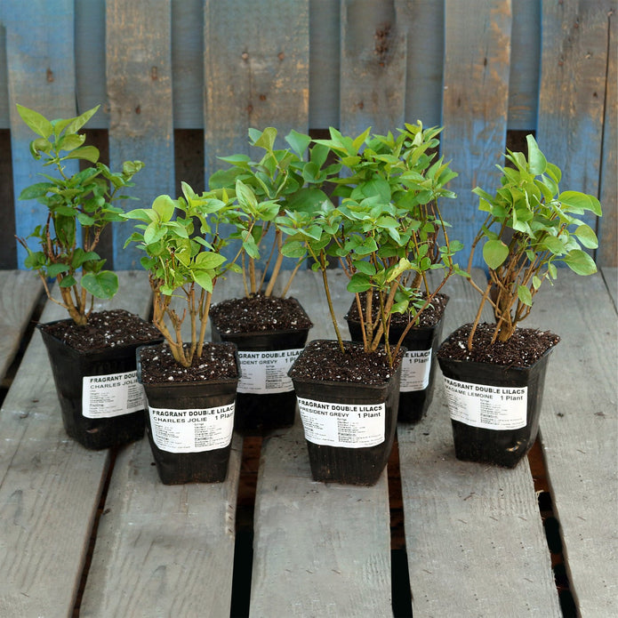Horticana: Fragrant Double Lilac Collection
