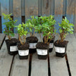 Horticana: Fragrant Double Lilac Collection